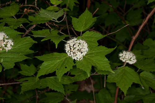 Viburnum acerifolium #22